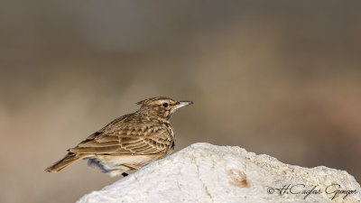 Crested Lark - Galerida cristata - Tepeli toygar