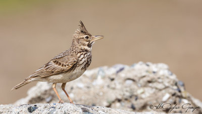 Crested Lark - Galerida cristata - Tepeli toygar