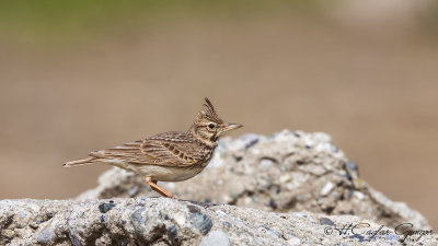 Crested Lark - Galerida cristata - Tepeli toygar