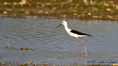 Black-winged Stilt - Himantopus himantopus - Uzunbacak