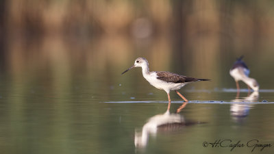 Black-winged Stilt - Himantopus himantopus - Uzunbacak