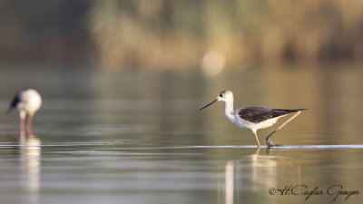 Black-winged Stilt - Himantopus himantopus - Uzunbacak