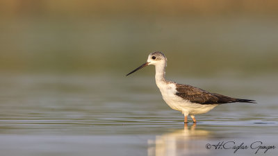 Black-winged Stilt - Himantopus himantopus - Uzunbacak