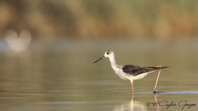 Black-winged Stilt - Himantopus himantopus - Uzunbacak