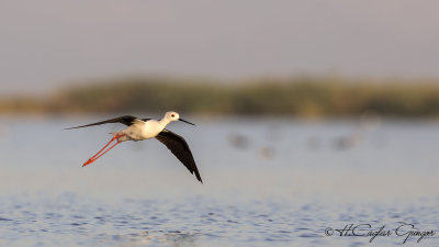 Black-winged Stilt - Himantopus himantopus - Uzunbacak