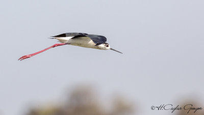 Black-winged Stilt - Himantopus himantopus - Uzunbacak