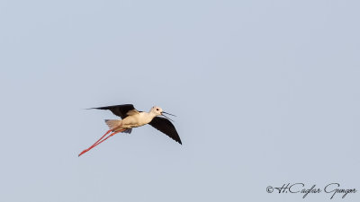 Black-winged Stilt - Himantopus himantopus - Uzunbacak