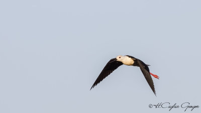 Black-winged Stilt - Himantopus himantopus - Uzunbacak