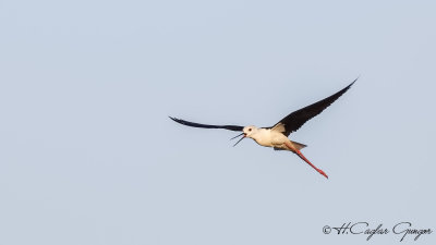 Black-winged Stilt - Himantopus himantopus - Uzunbacak