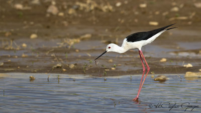 Black-winged Stilt - Himantopus himantopus - Uzunbacak