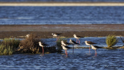Black-winged Stilt - Himantopus himantopus - Uzunbacak