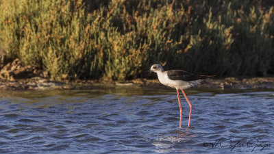 Black-winged Stilt - Himantopus himantopus - Uzunbacak