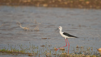Black-winged Stilt - Himantopus himantopus - Uzunbacak