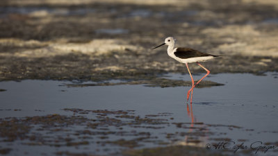 Black-winged Stilt - Himantopus himantopus - Uzunbacak
