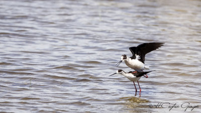 Black-winged Stilt - Himantopus himantopus - Uzunbacak