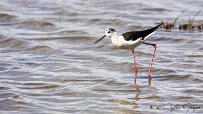 Black-winged Stilt - Himantopus himantopus - Uzunbacak