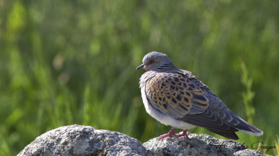 European Turtle Dove - Streptopelia turtur - Üveyik