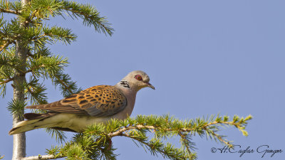 European Turtle Dove - Streptopelia turtur - Üveyik
