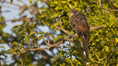 Great Spotted Cuckoo - Clamator glandarius - Tepeli guguk