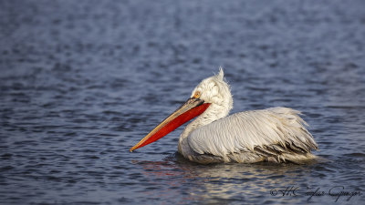 Dalmatian Pelican - Pelecanus crispus - Tepeli pelikan