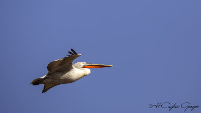 Dalmatian Pelican - Pelecanus crispus - Tepeli pelikan