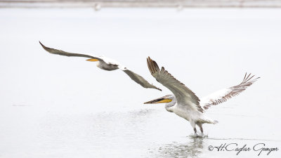 Dalmatian Pelican - Pelecanus crispus - Tepeli pelikan