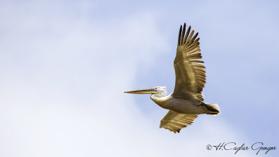 Dalmatian Pelican - Pelecanus crispus - Tepeli pelikan