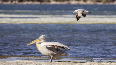 Dalmatian Pelican - Pelecanus crispus - Tepeli pelikan