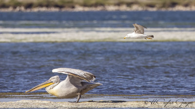 Dalmatian Pelican - Pelecanus crispus - Tepeli pelikan