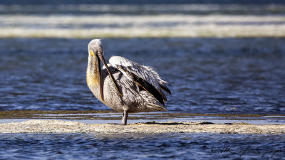 Dalmatian Pelican - Pelecanus crispus - Tepeli pelikan