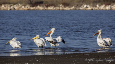 Dalmatian Pelican - Pelecanus crispus - Tepeli pelikan