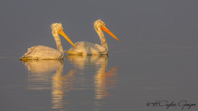 Dalmatian Pelican - Pelecanus crispus - Tepeli pelikan