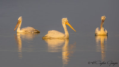 Dalmatian Pelican - Pelecanus crispus - Tepeli pelikan