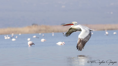 Dalmatian Pelican - Pelecanus crispus - Tepeli pelikan