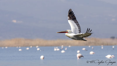 Dalmatian Pelican - Pelecanus crispus - Tepeli pelikan
