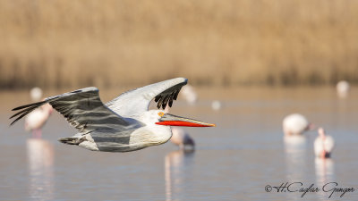 Dalmatian Pelican - Pelecanus crispus - Tepeli pelikan