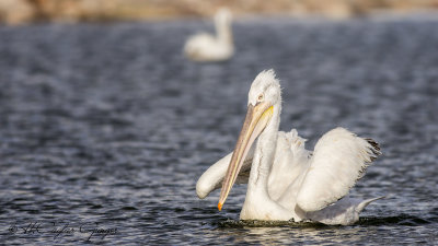 Dalmatian Pelican - Pelecanus crispus - Tepeli pelikan
