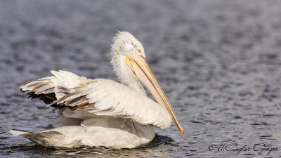 Dalmatian Pelican - Pelecanus crispus - Tepeli pelikan