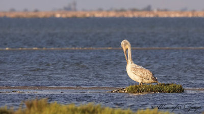 Dalmatian Pelican - Pelecanus crispus - Tepeli pelikan