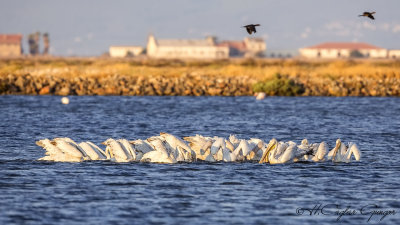 Dalmatian Pelican - Pelecanus crispus - Tepeli pelikan