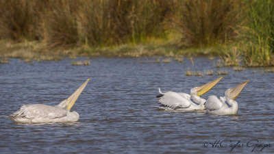 Dalmatian Pelican - Pelecanus crispus - Tepeli pelikan