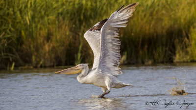 Dalmatian Pelican - Pelecanus crispus - Tepeli pelikan