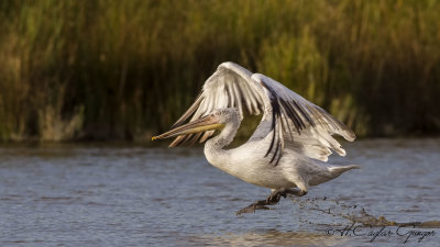 Dalmatian Pelican - Pelecanus crispus - Tepeli pelikan