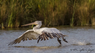 Dalmatian Pelican - Pelecanus crispus - Tepeli pelikan