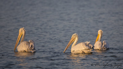Dalmatian Pelican - Pelecanus crispus - Tepeli pelikan