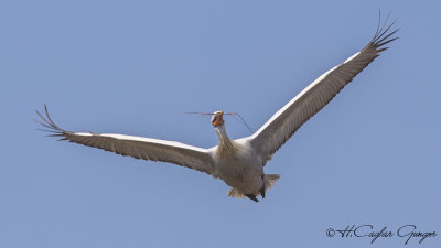 Dalmatian Pelican - Pelecanus crispus - Tepeli pelikan