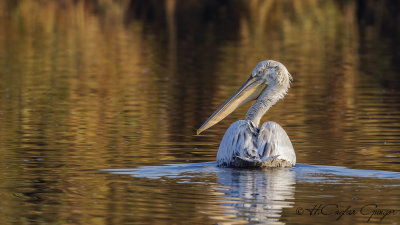 Dalmatian Pelican - Pelecanus crispus - Tepeli pelikan