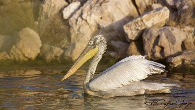Dalmatian Pelican - Pelecanus crispus - Tepeli pelikan