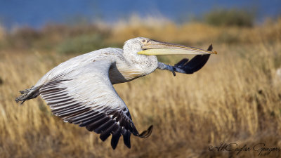 Dalmatian Pelican - Pelecanus crispus - Tepeli pelikan