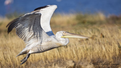 Dalmatian Pelican - Pelecanus crispus - Tepeli pelikan